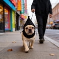 thumbnail image 6 of Moocorvic Dogs Hat,Dog Ear Muffs Noise Protection, Plush Dog Hats Pets Ears Warm Ear Cover, Winter Hat Head Wrap for Small Medium Dogs,M,Black, 6 of 6