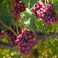 thumbnail image 3 of Somerset Seedless Grape Vine Live – 1 Gallon, 3 of 5