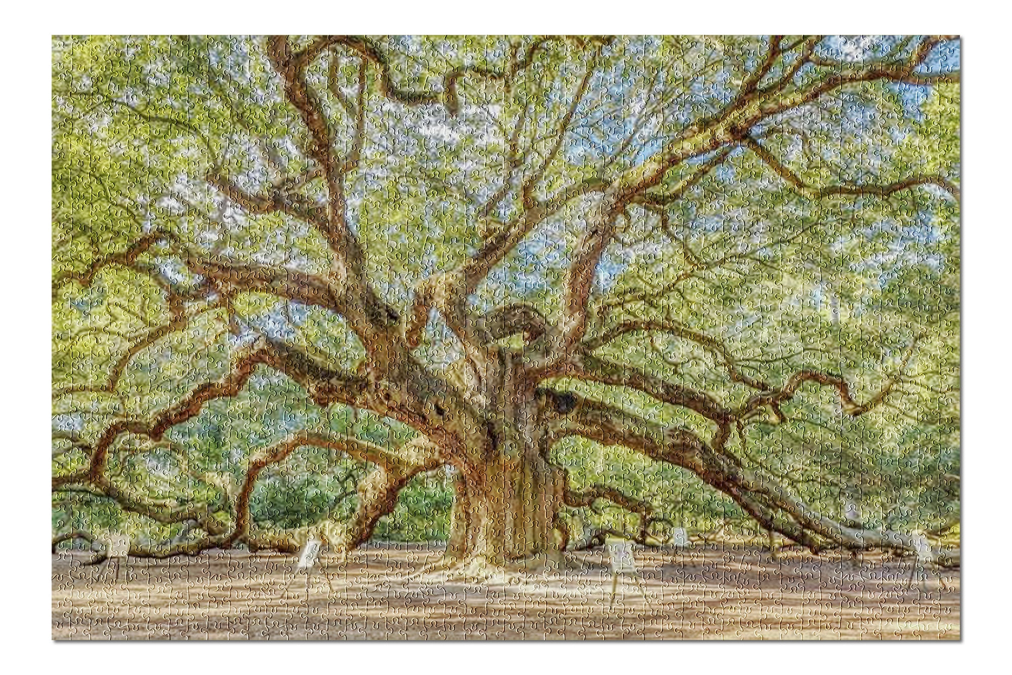 Charleston, South Carolina Magical Angel Oak Tree Famous Landmark