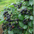 thumbnail image 6 of Set of 2 Ouachita Blackberry Live Plants 4-6 Inches Tall, Thornless Berry Bushes for Garden, Patio and Container Growing, 6 of 7