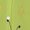 Color-1, variant on Enchanting Butterfly Chiffon Dress V Neck Dresses Women Casual Dress