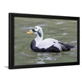 thumbnail image 1 of Common Eider, Framed Art Print Wall Art by abzerit Sold by Art.Com, 1 of 5