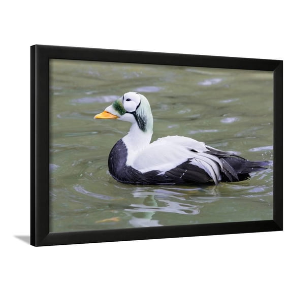 Common Eider, Framed Art Print Wall Art by abzerit Sold by Art.Com