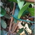 thumbnail image 4 of Herramienta de jardinería Corbata de jardín, 17 cm, reutilizable (30 piezas) ER, 4 of 5