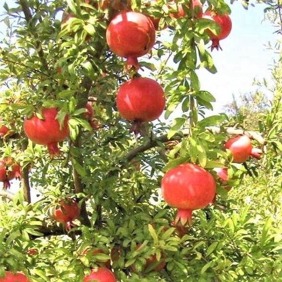 Pomegranate Tree – Punica ‘Sweet’ Pomegranate Bush