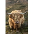 thumbnail image 2 of Jaynes Gallery 17x24 Black Ornate Wood Framed with Double Matting Museum Art Print Titled - Scotland-The Isle of Skye Close-up of highland cow, 2 of 4