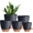 Black, variant on Lopxenu Plant Pots 7/6.5/6/5.5/5 Inch Self Watering Pots, Set of 5 Plastic Planters with Drainage Holes and Saucers,Plastic Flower Pots,Nursery Planting Pot for Indoor Out Door Plants (Green)