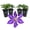 4 Plants, variant on Clematis Daniel Deronda - Live Starter Plant in a 2 Inch Growers Pot - Starter Plants Ready for The Garden - Rare Clematis for Collectors