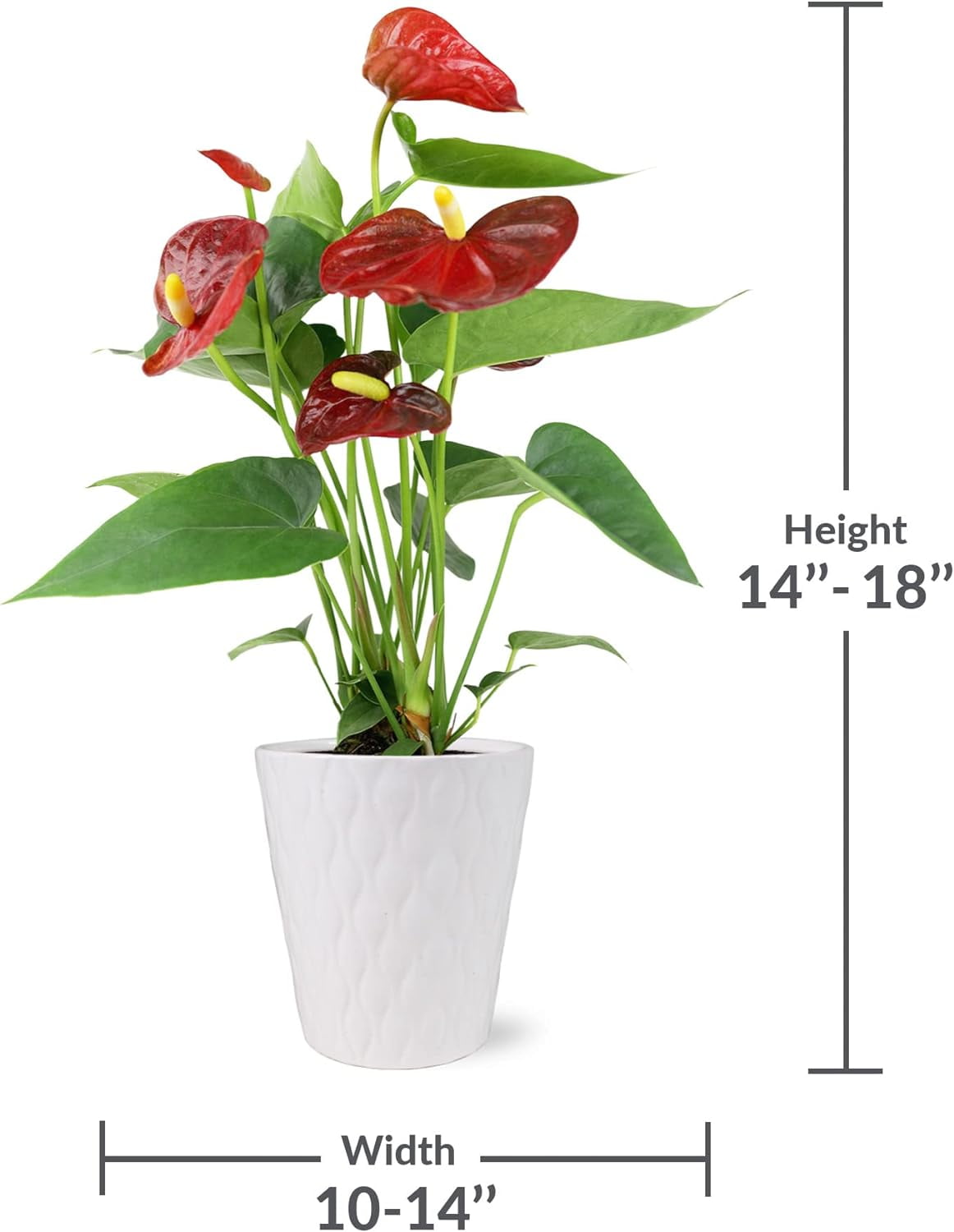 Just Add Ice 14-18" Tall Rustic Red Anthurium Live Plant in 5" Moss Topped White Ceramic Pot, House Plant
