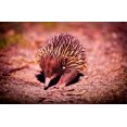 thumbnail image 1 of Echidna - Peinture Diamant DIY, 1 of 6