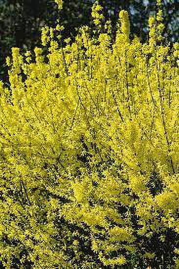Expert Gardener Yellow Forsythia Asst Live Plants