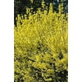 thumbnail image 2 of Expert Gardener Yellow Forsythia Asst Live Plants, 2 of 2