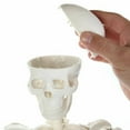 thumbnail image 4 of Anatomy Lab Human Skeleton Model Mini with Stand, Movable Joints 35", 4 of 6
