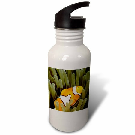 

Australia Great Barrier Reef Clown fish-AU01 MWE0004 - Michele Westmorland 21 oz Sports Water Bottle wb-71915-1