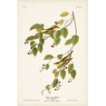 thumbnail image 2 of Audubon, John James 13x18 White Modern Wood Framed Museum Art Print Titled - Pl. 60 Carbonated Warbler, 2 of 4