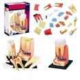 Teeth Internal Structure Assembly 3D Tooth Anatomy Model with Cutaway View, Outer Tooth, Root ...