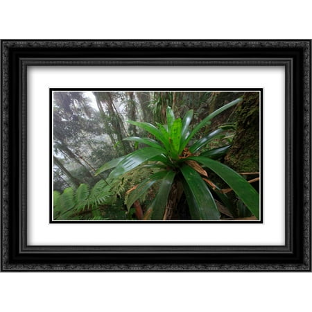 Bromeliad and tree fern at 1600 meters altitude in tropical rainforest, Sierra Nevada de Santa Marta 2x Matted 24x18 Black Ornate Framed Art Print by Ruoso, Cyril