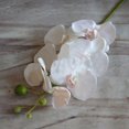 thumbnail image 7 of Limei Orchid Petals Artificial Decorations Orchids Heads Flowers Faux Silk Phalaenopsis Butterfly Flower Heads for DIY Craft Home Wedding Party (White), 7 of 7