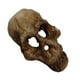 thumbnail image 5 of Toystoory Acuario decoración paisajismo cabeza hueso cueva ornamento acuático Artificial decorativo pecera reptil caja Prop reutilizable Kits de decoración para fiestas, 5 of 6