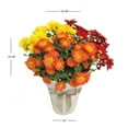 thumbnail image 3 of Expert Gardener 6IN Tricolor Fall Mum Live Plant in Burlap Pot Cover, 3 of 3