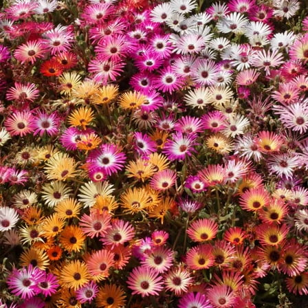 Ice Plant Livingstone Daisy Drought Tolerant Ice Plant Ground Cover Plant Seed - 10000 Seeds