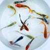 Butterfly Fin Koi by Toledo Goldfish