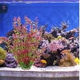 thumbnail image 1 of Planta de agua de plástico de 18.0 in para acuario, adorno de pecera, Rhodo RedRed, 1 of 5