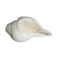 thumbnail image 2 of Dakshinavarti Lakshmi Natural Pooja/Conch Shell Valampuri Shankh (White) By Indian Collectible, 2 of 3