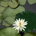thumbnail image 4 of CRAFTHROU 9Ud Láminas Flotantes De Loto Con Para Decorar Estanques Y Acuarios, 4 of 8