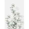 thumbnail image 2 of Artographie Studio 13x18 White Modern Wood Framed Museum Art Print Titled - Eucalyptus Creative 15, 2 of 4