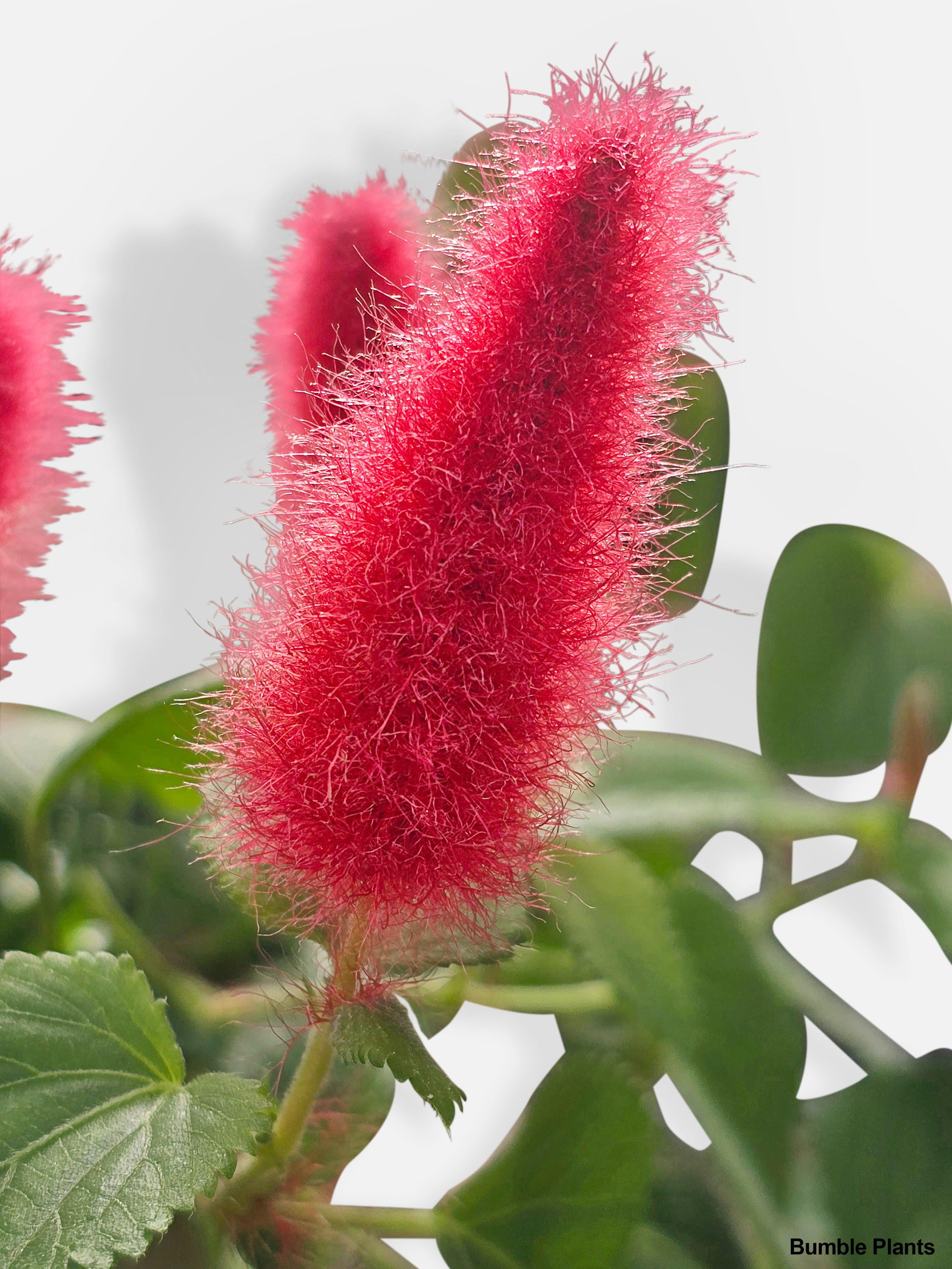 Chenille Acalypha Hispida 'Red Hot Cat's Tail' - Live Air-Purifying Indoor Plant in Nursery Pot – Easy Care, Low Maintenance Houseplant for Home & Office Decor, Natural Air Cleaner, Best for Beginners