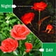 thumbnail image 3 of (Rojo) Paquete de 2 luces solares decorativas para exteriores, impermeables, 2 V, luces solares LED rosas para jardines, céspedes, campos, caminos y tablas., 3 of 5