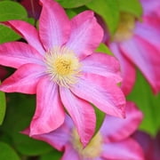 Asao Clematis - Live Starter Plant in a 4 Inch Growers Pot - Pink Flowering Vine - Full Sun