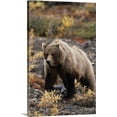 thumbnail image 1 of Great BIG Canvas | "Adult Grizzly Walking On Fall Tundra, Denali Nationanl Park, Alaska" Canvas Wall Art - 16x24, 1 of 2