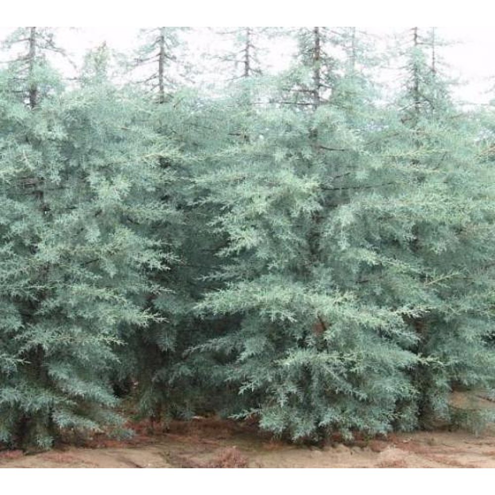 Blue Ice Arizona Cypress Tree Live Plant, (QT)