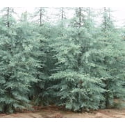 Blue Ice Arizona Cypress Tree - Live Plant, (QT)