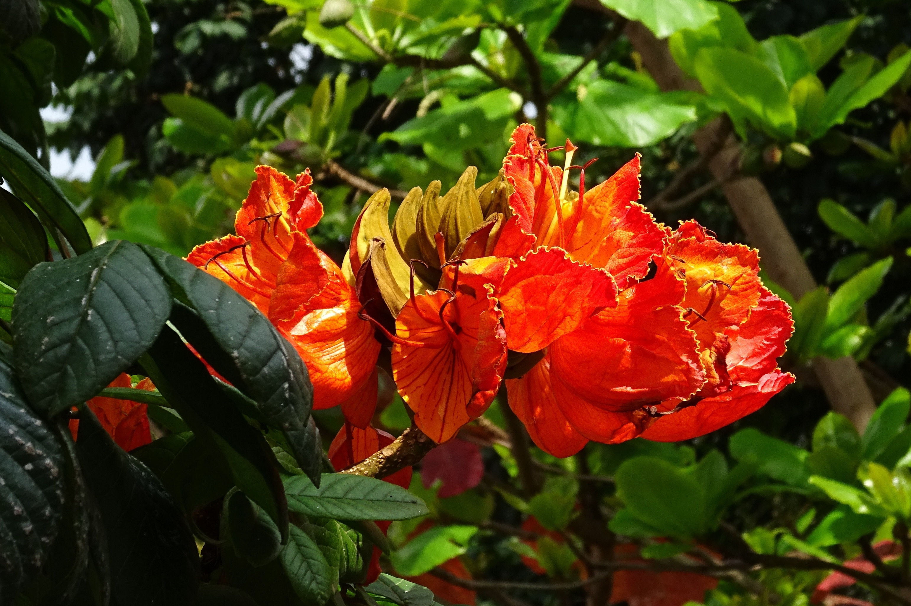 SEEDS = = = 10 SEEDS! African Tulip Tree 10 Seeds Deep Red Blooms