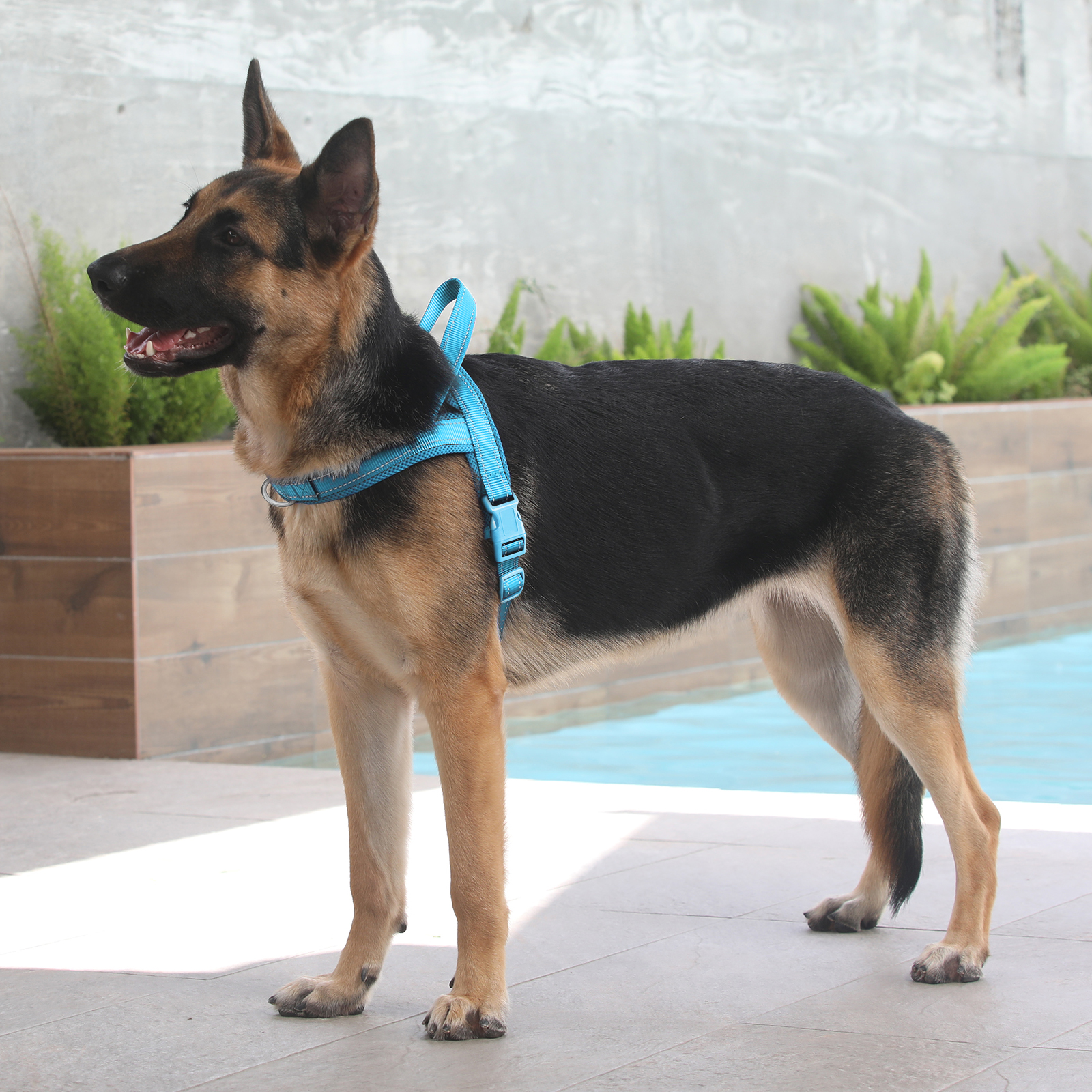 Plutus Pet No Pull Dog Harness XS Cyan photo 8