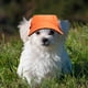 thumbnail image 5 of Gorra de béisbol para mascotas, gorra para perros y gatos, gorra de lona con protección solar para exteriores., 5 of 5