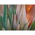 thumbnail image 2 of Fitzharris, Tim 32x25 Gold Ornate Wood Framed with Double Matting Museum Art Print Titled - Havard Agave, 2 of 4