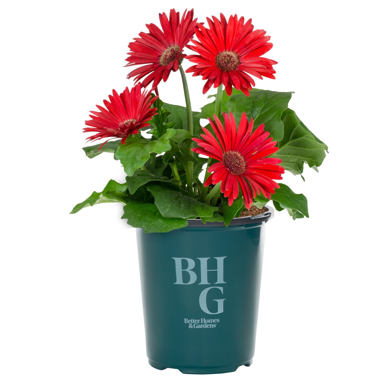 Better Homes & Gardens 1.5PT Red Gerbera Daisy Live Annual Plant Sun 5-Pack