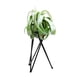 thumbnail image 2 of Soporte Para Plantas De Aire De Mesa, Exhibición De Arte Del Hierro, Decoración Para Interiores Y Exteriores Para El Hogar, Adornos Geométricos De Jardín Tillandsia, Soporte Para Macetas De Oficina Speravity HA026904-01, 2 of 5