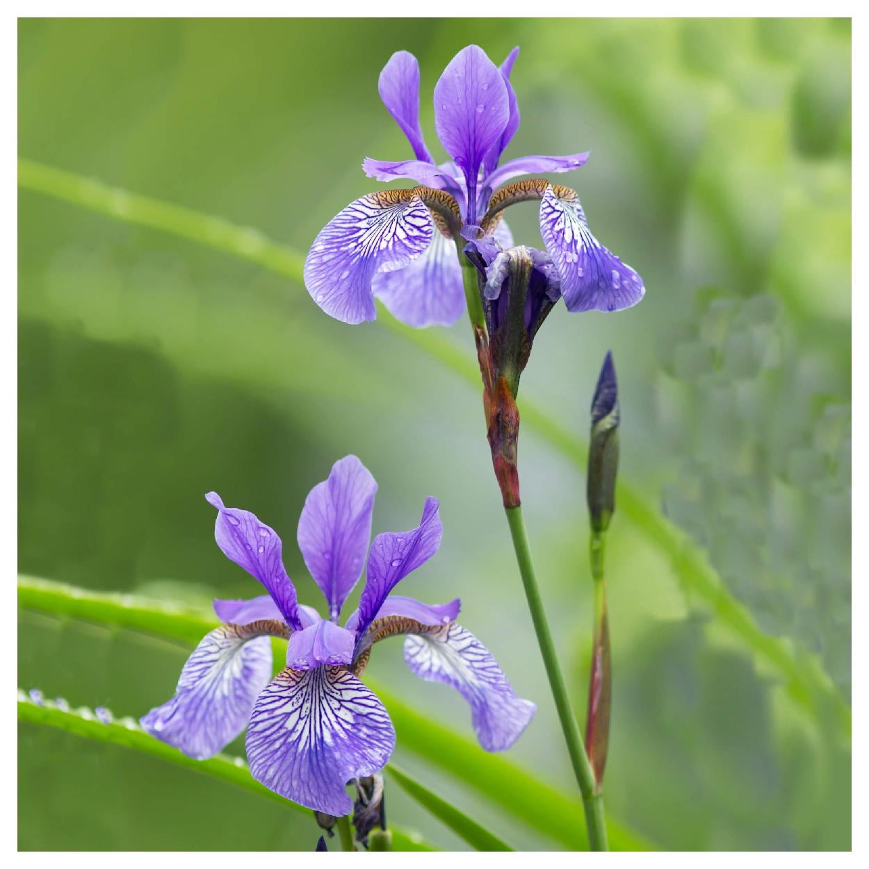 Everwilde Farms - 1 oz Northern Blue Flag Native Wildflower Seeds - Gold Vault Bulk Seed Packet