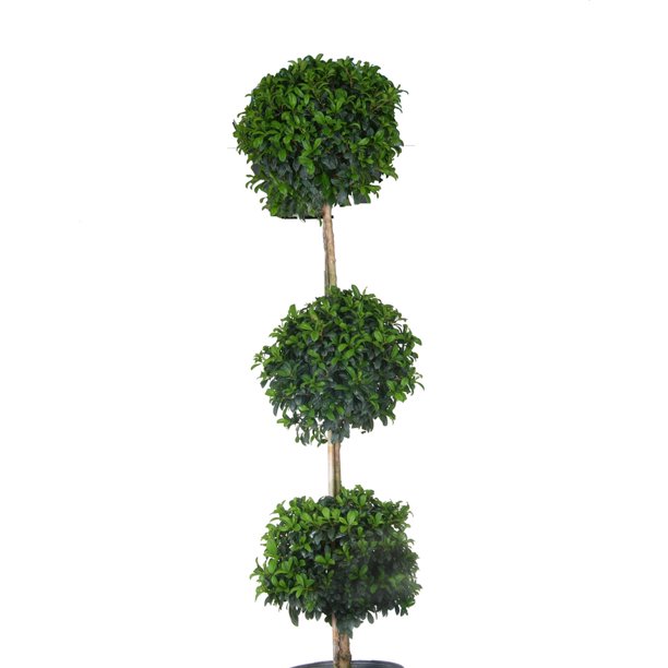 Expert Gardener Live Indoor 24in. Tall Green Eugenia Topiary 3Ball