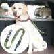 thumbnail image 2 of Cinturón de seguridad ajustable para perros y mascotas con amortiguador elástico elástico Nylon duradero reflectante Verde jinwen cinturón de seguridad para perros, 2 of 8