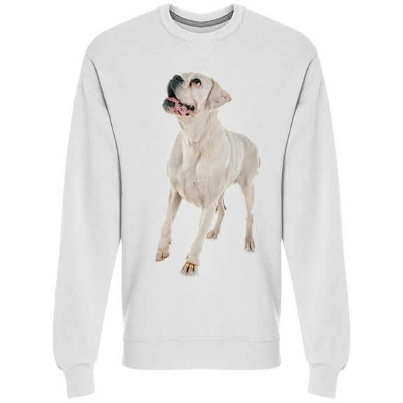 Boxer Looking At Ceiling Sweatshirt Men -Image by Shutterstock, Male Medium