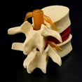 thumbnail image 2 of Becaristey Human Anatomy Skeleton Spine Props Model Realistic And Innovative yellow 1Set, 2 of 6