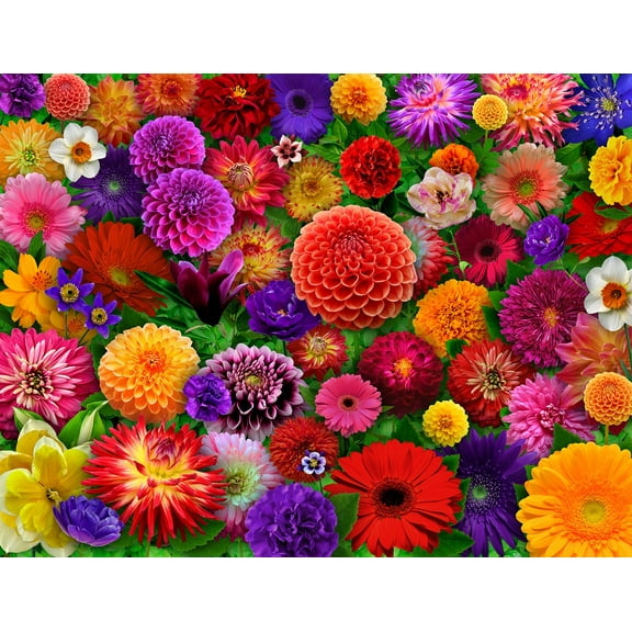 Springbok 500 Piece Blooming Every Daisy Jigsaw Puzzle for Adults - Made in USA