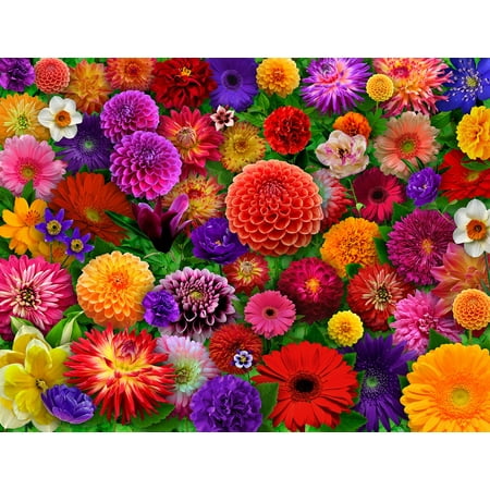 Springbok Blooming Every Daisy - 500 Piece Jigsaw Puzzle - Made in USA - Unique Cut Pieces