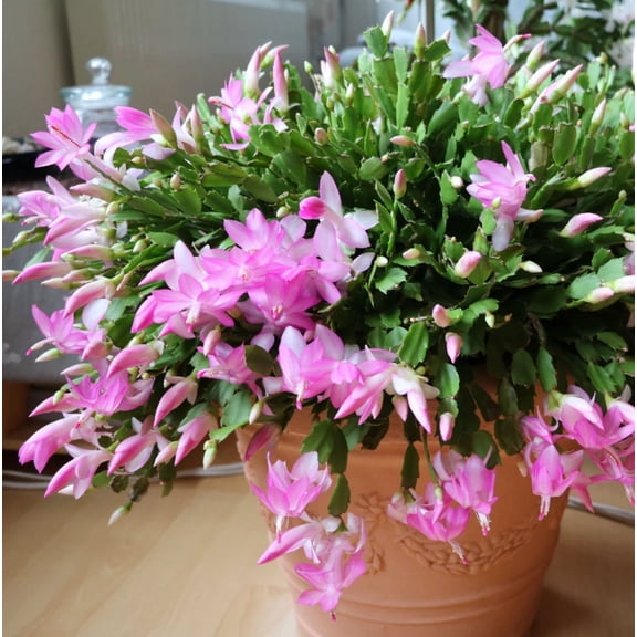 Light Pink Thanksgiving Cactus Plants Live 2 Inch Pot, Starter Holiday Christmas Cactus Plant for Indoor Outdoor Houseplants, Fasle Easter Cactus Plants Like, Cold Hardy